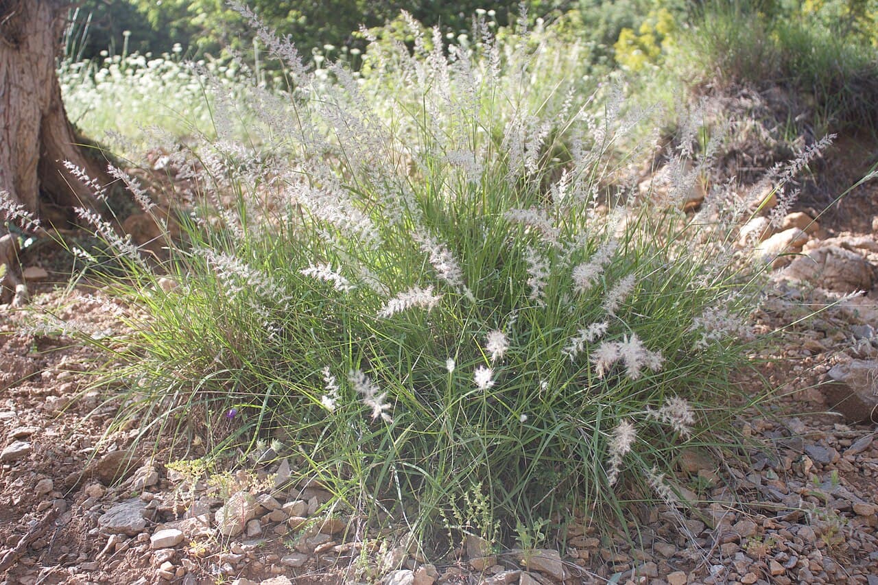 Soft pink plumes of oriental fountain grass