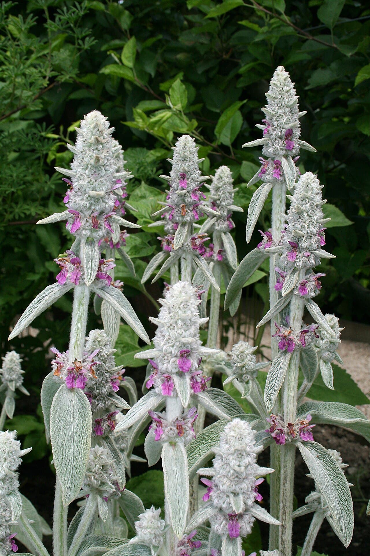 Lamb's ear rosette of thick silver leaves covered in white felted hairs
