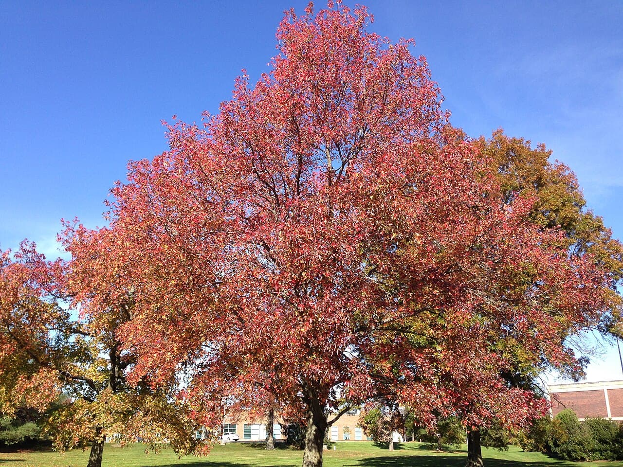 Star-shaped sweetgum leaves in autumn colour