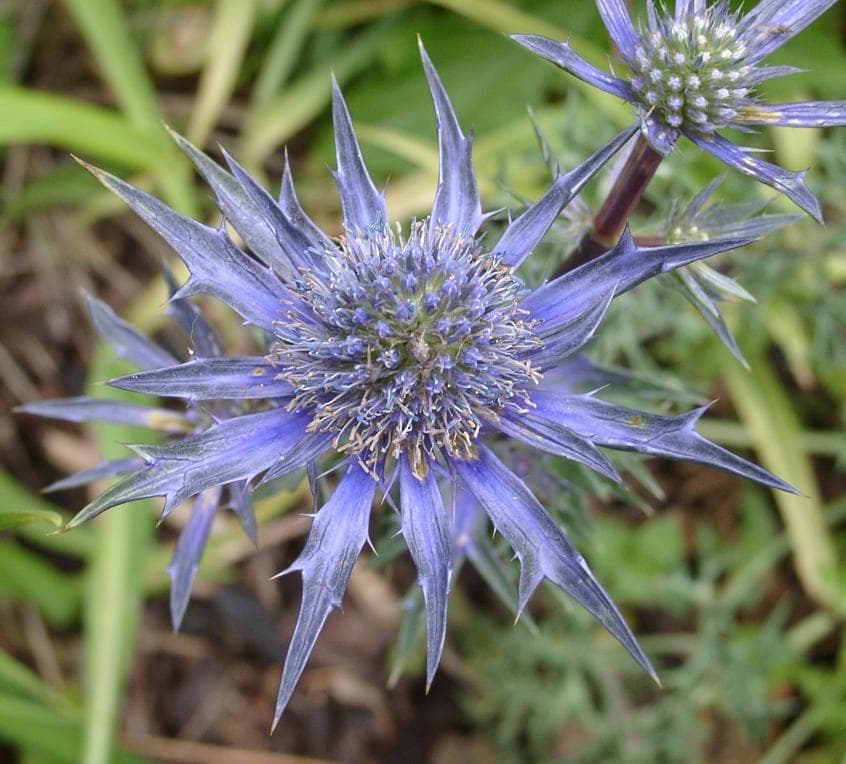 Steel blue spiny sea holly flower head