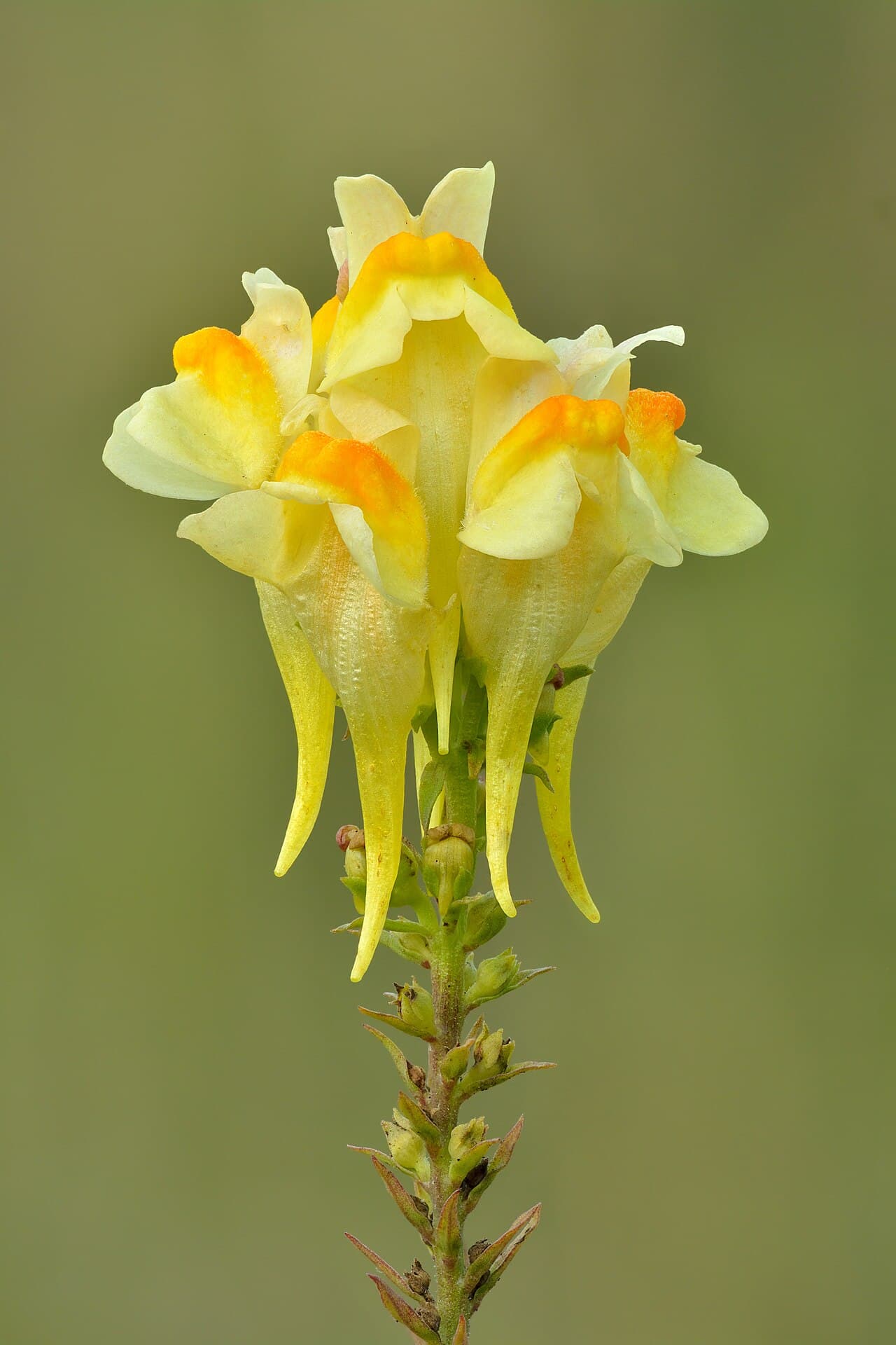 Yellow and orange snapdragon-like flowers of toadflax