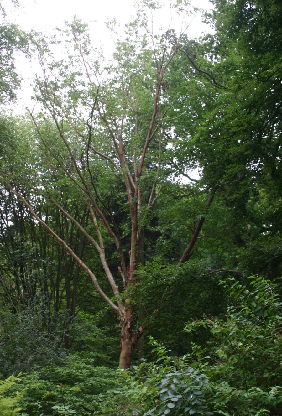 Coppery peeling bark of Chinese paper birch