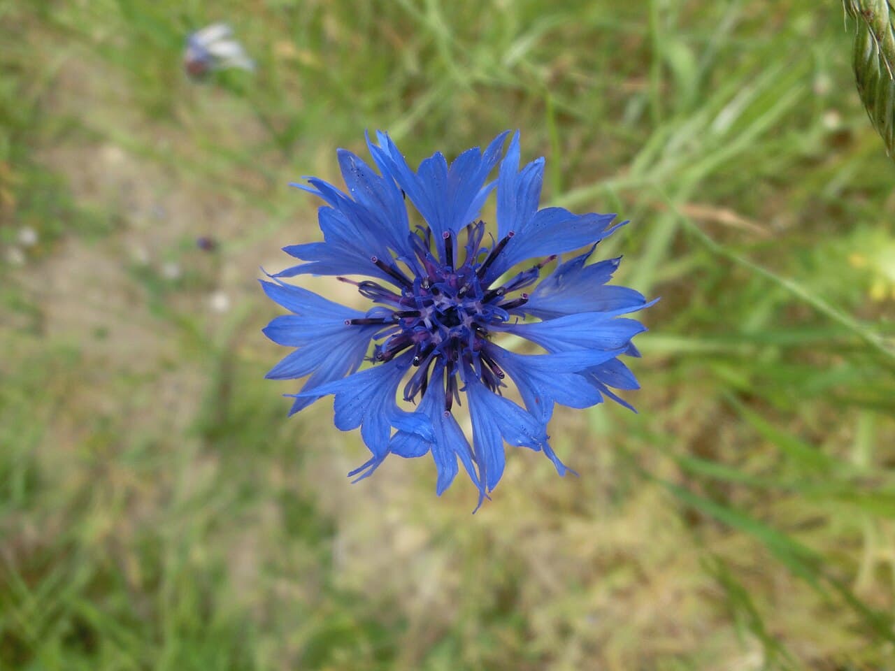 Intense blue cornflower