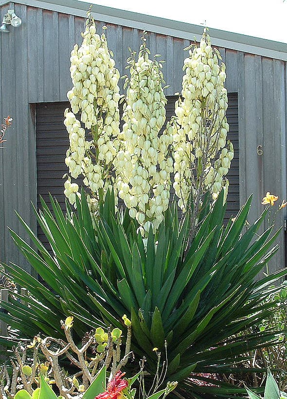 Spiky rosette and white flower spike of yucca