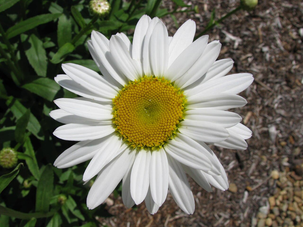 White Shasta daisy flowers