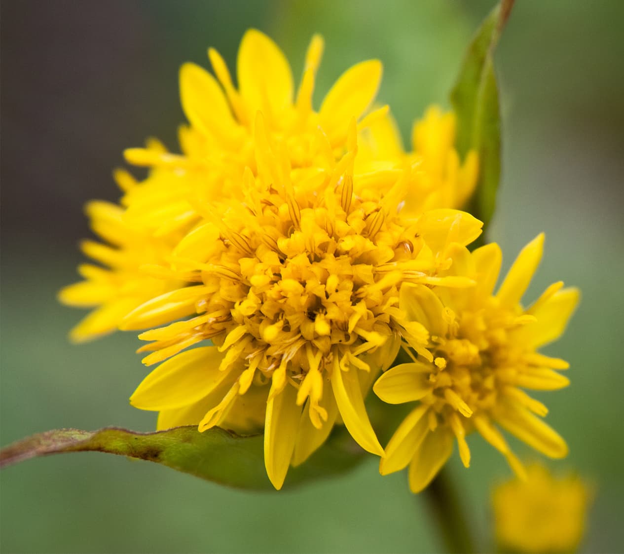 Yellow goldenrod flower plumes