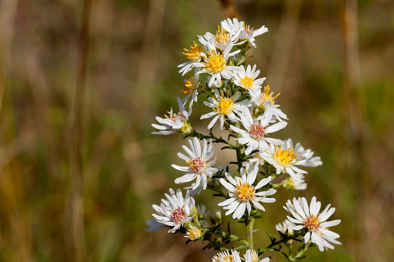 White aster flowers