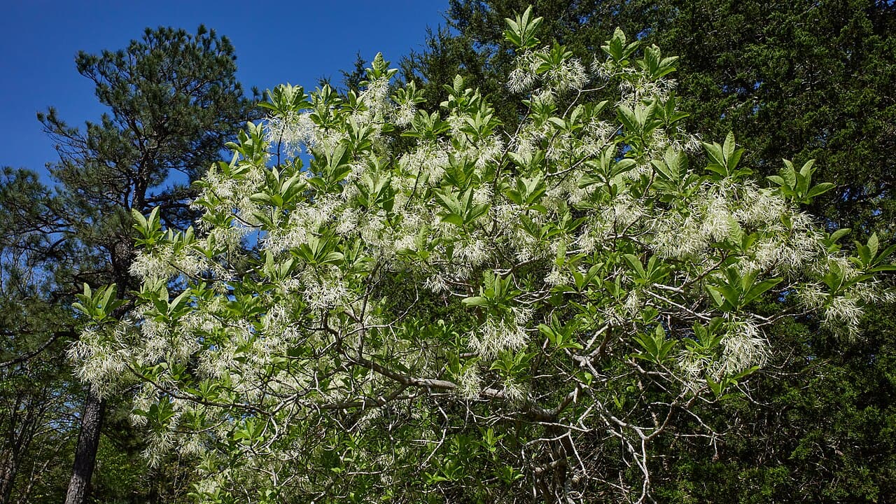Fleecy white fringe tree flowers