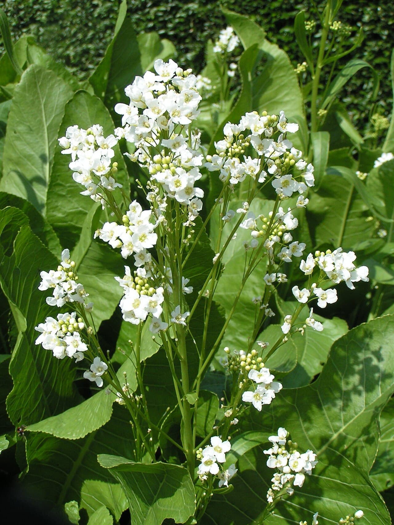 Large coarse leaves of horseradish