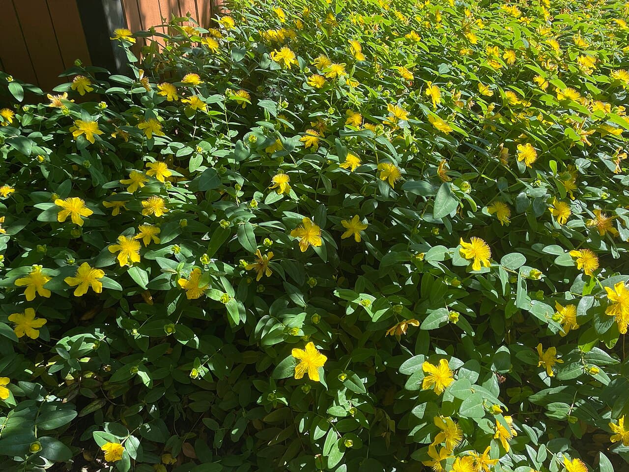 Large yellow flowers of creeping St John's wort