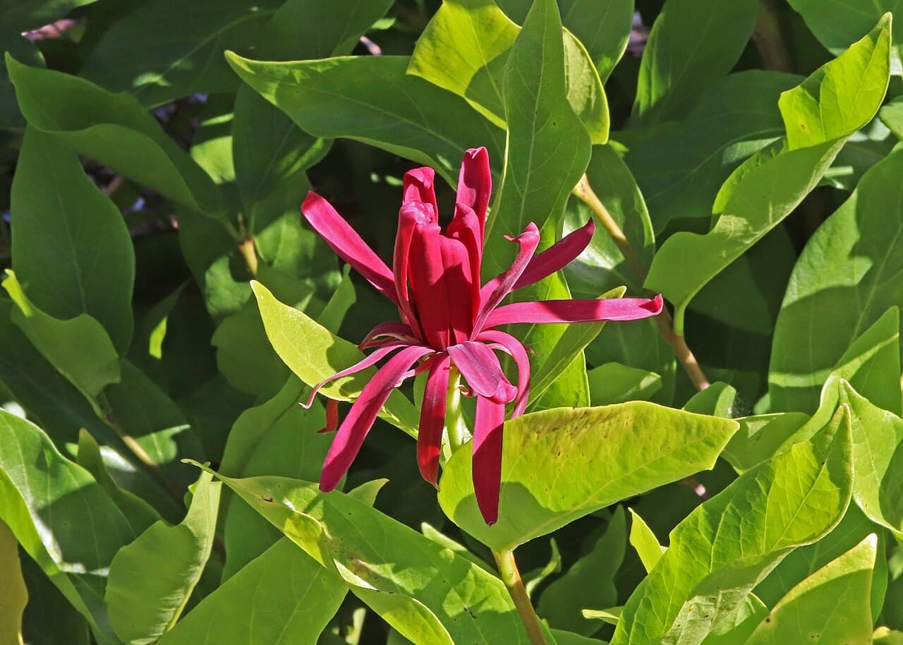 Red-brown sweetshrub flower