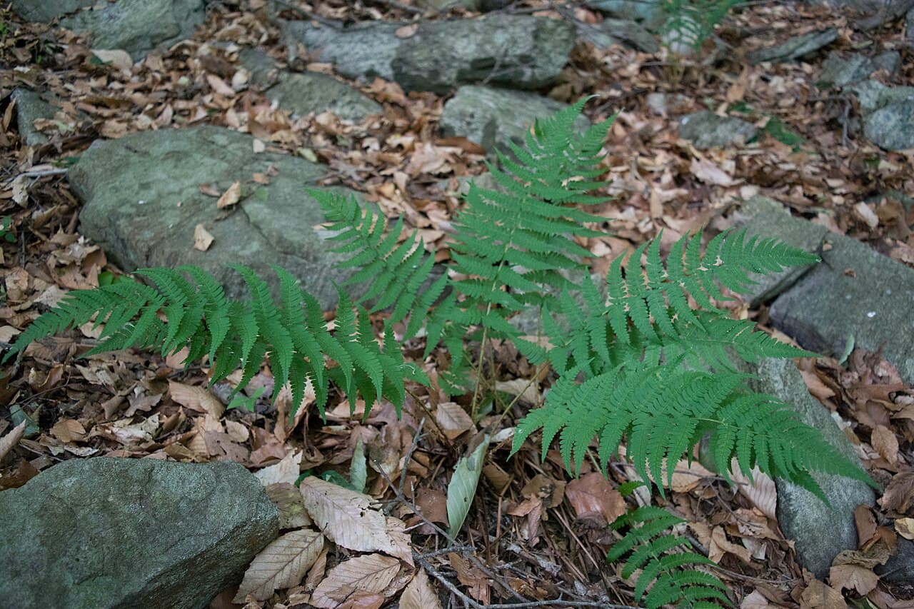 Leathery evergreen fronds of marginal wood fern