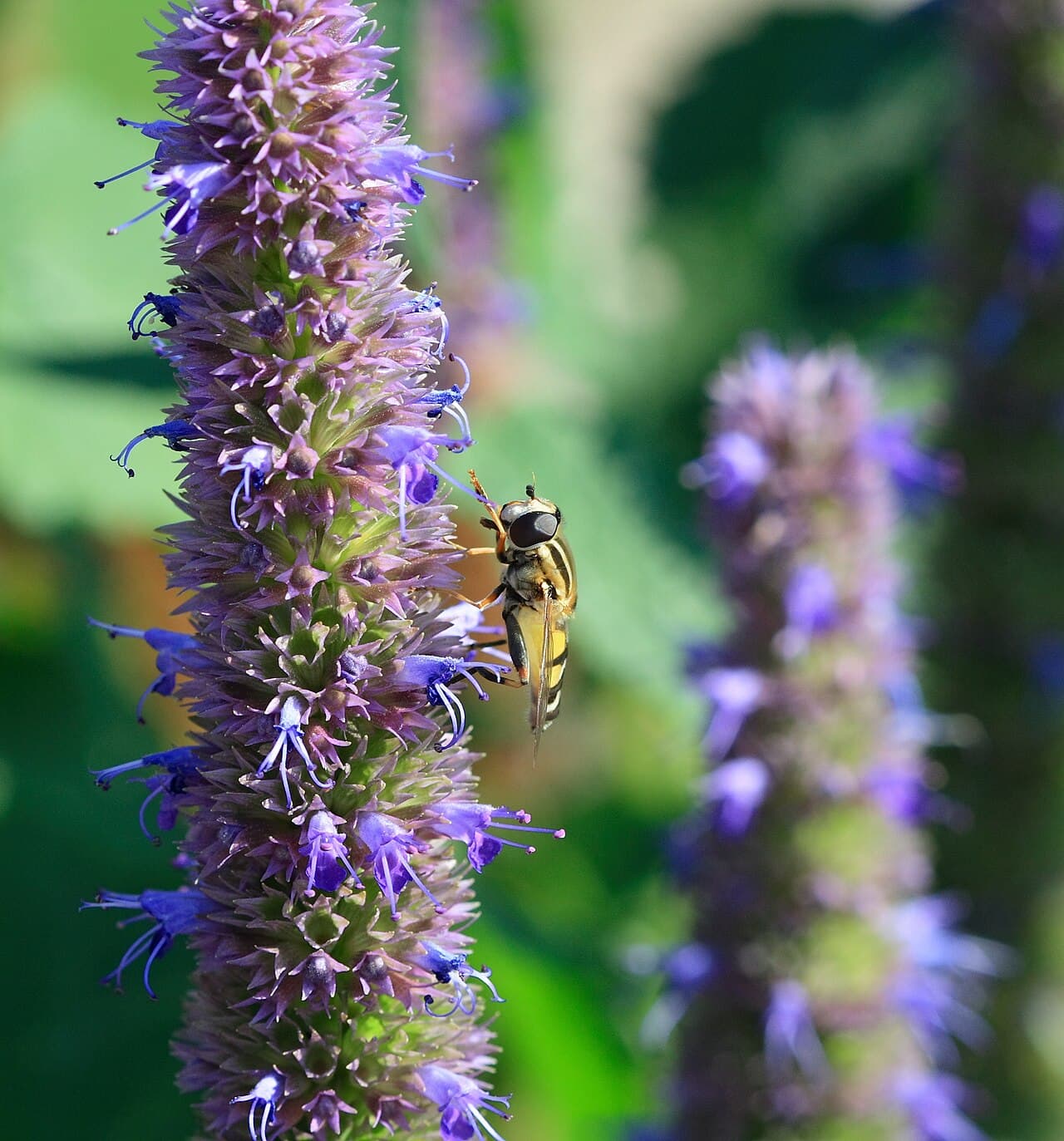 Bee on a blue Agastache flower spike