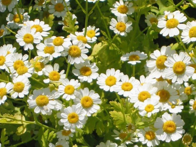 Small white daisies of feverfew