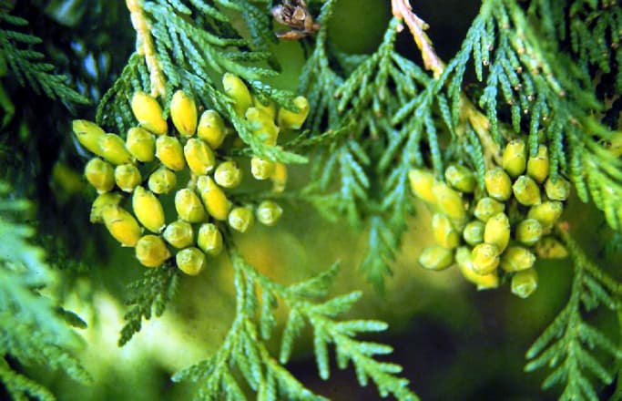 American arborvitae with flat sprays of scale-like evergreen foliage
