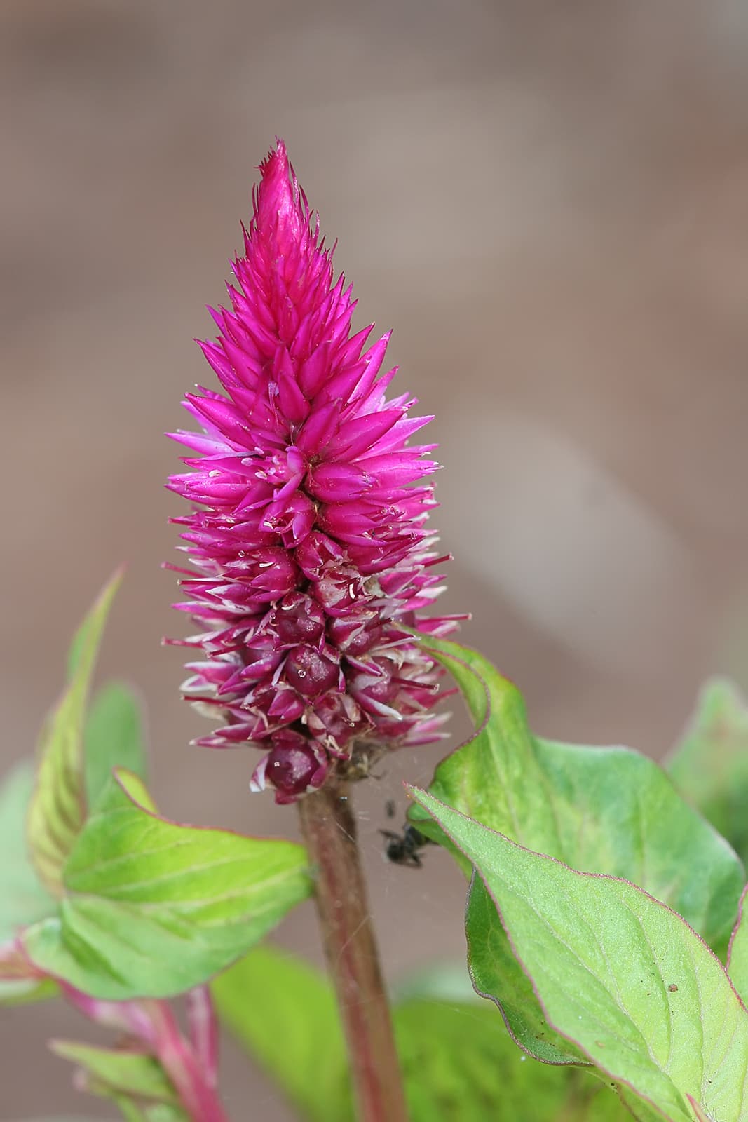 Upright celosia flower spikes