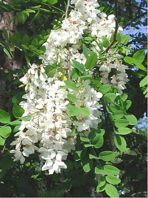 White pea flowers of black locust