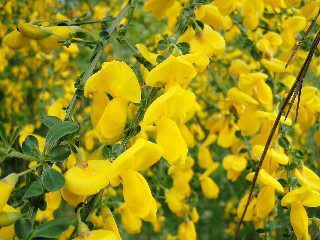 Yellow pea flowers of broom on green stems