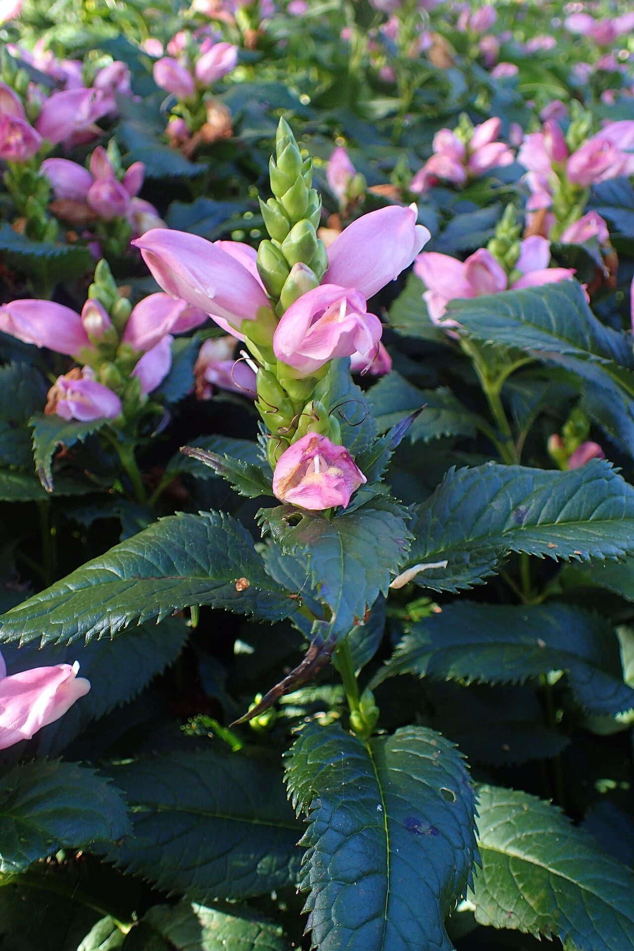 Pink hooded turtlehead flowers