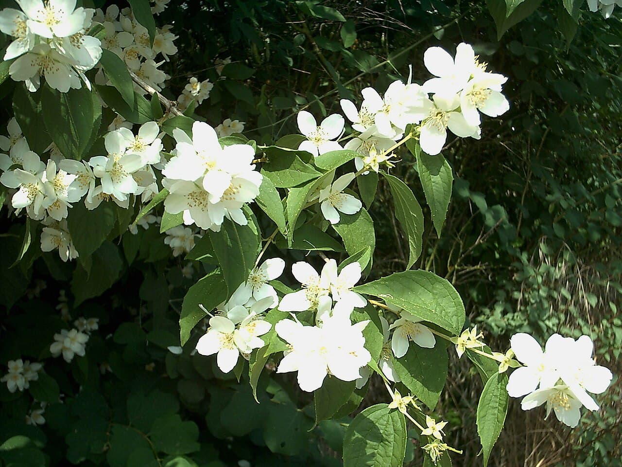 White mock orange flowers