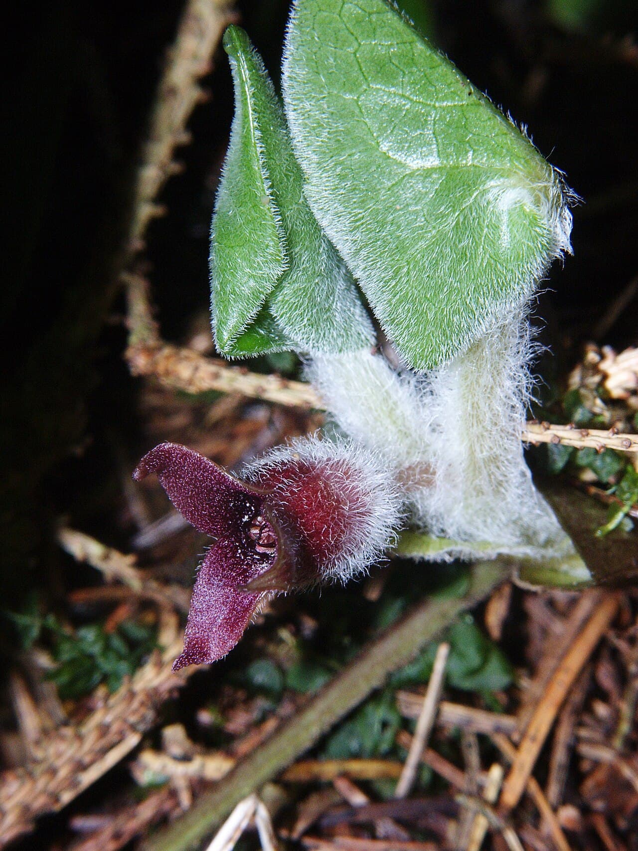 Glossy kidney-shaped leaves of European wild ginger