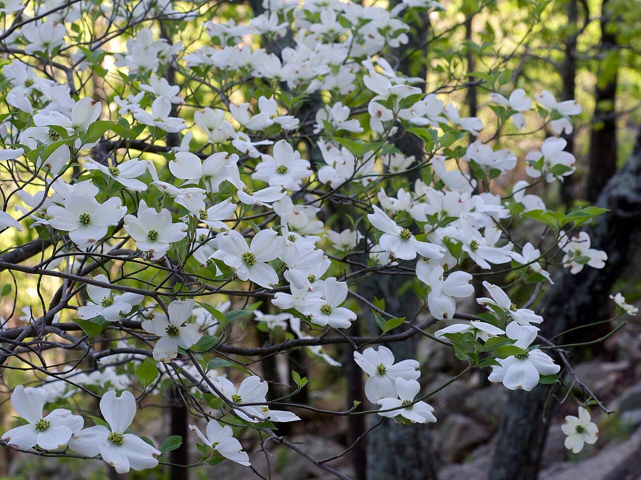 White notched bracts of flowering dogwood