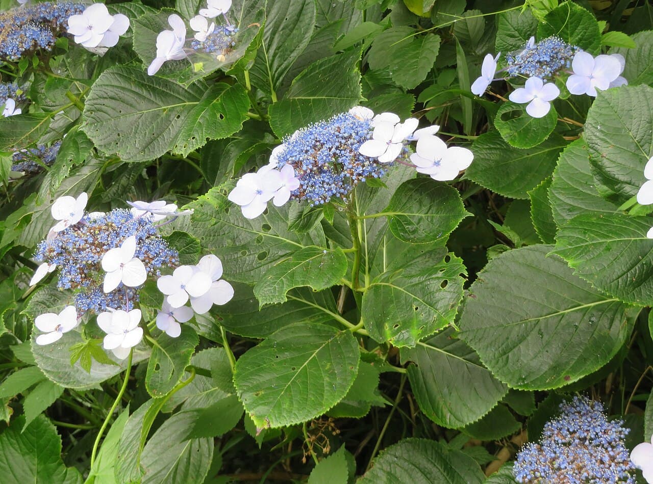 Blue mophead hydrangea flower cluster