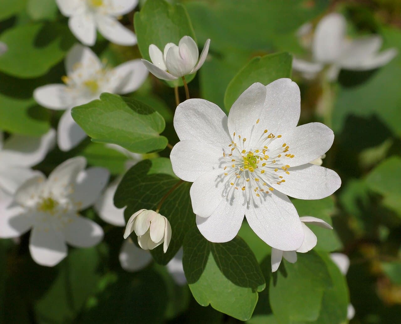 Delicate white rue anemone flower
