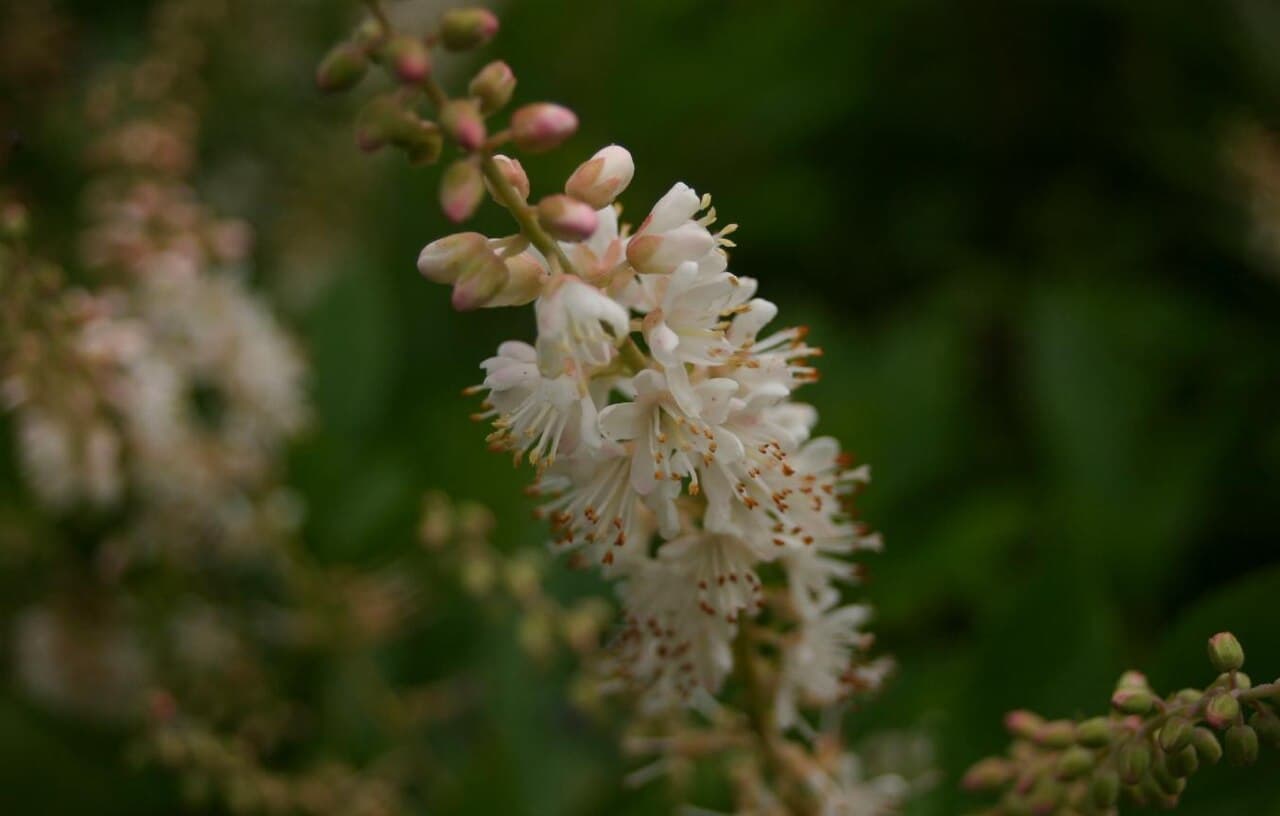 White bottlebrush flowers of summersweet