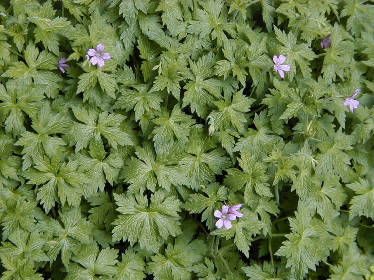 Pink Endres cranesbill flowers