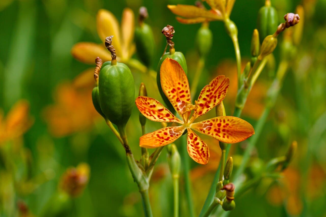 Orange spotted candy lily flower