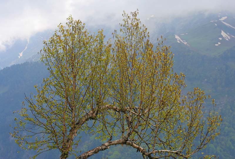 Brilliant white trunk of Himalayan birch