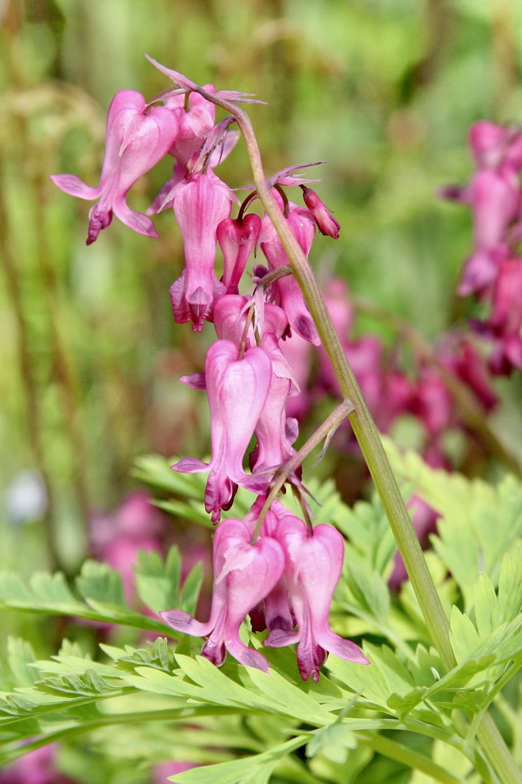 Pink fringed bleeding heart flowers over ferny leaves
