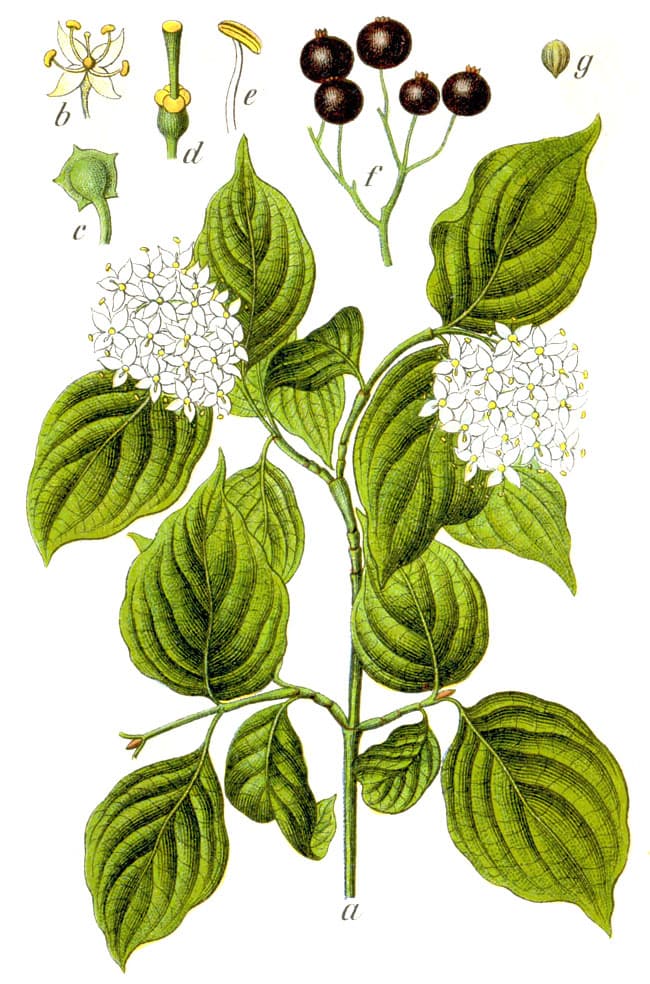 Botanical illustration of bloodtwig dogwood