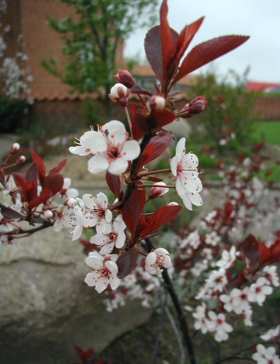 Deep purple foliage of sand cherry