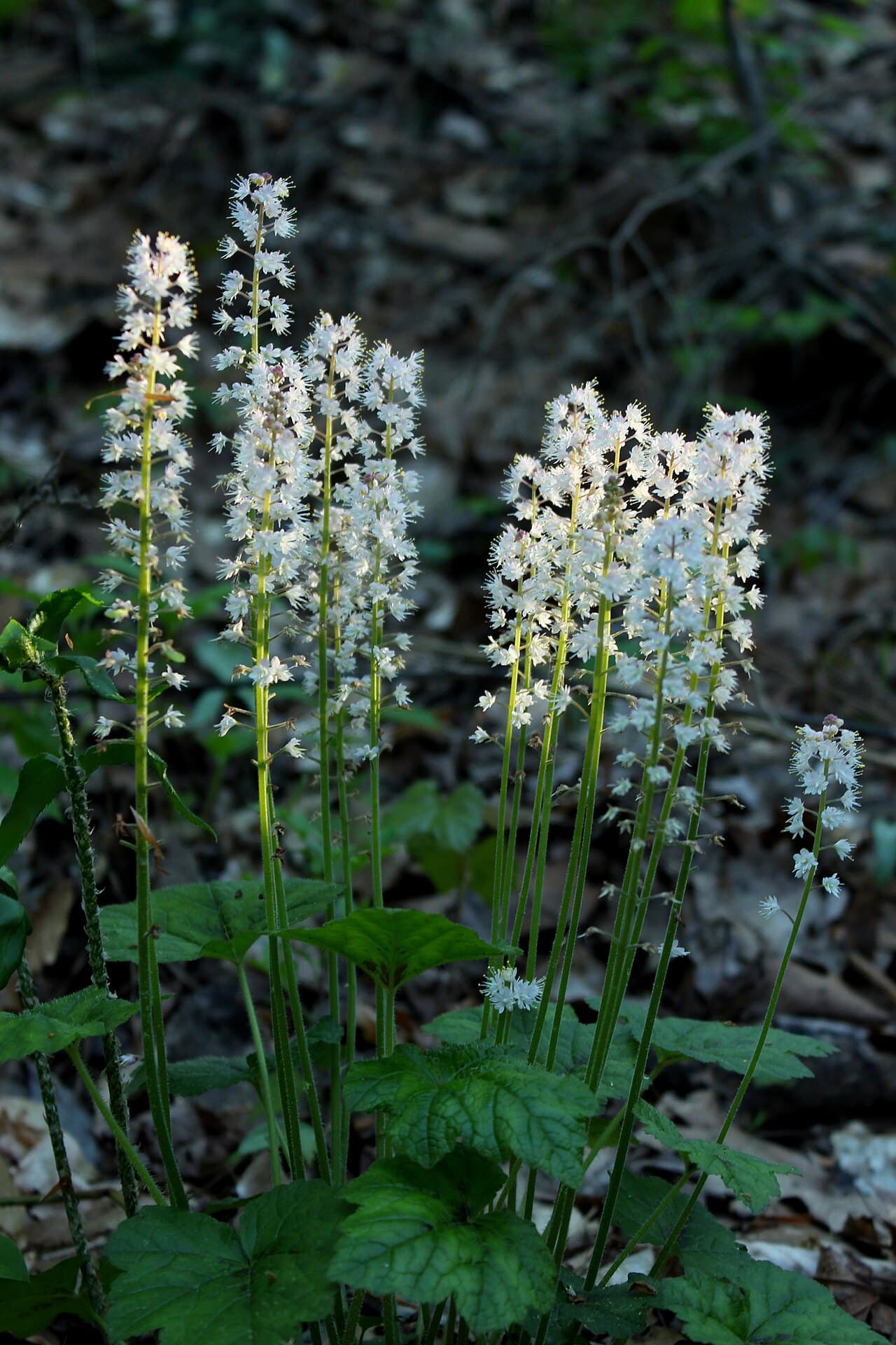 White foamflower spikes over lobed leaves