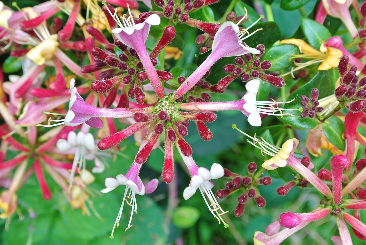 Pink and yellow honeysuckle flowers