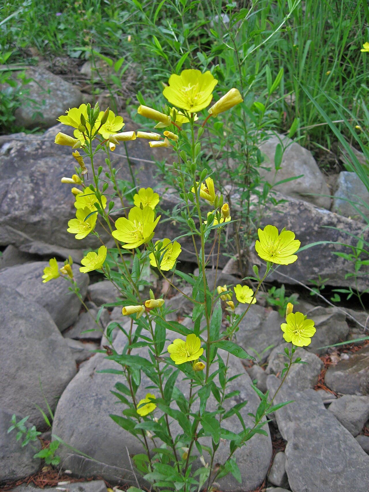 Bright yellow sundrops flowers