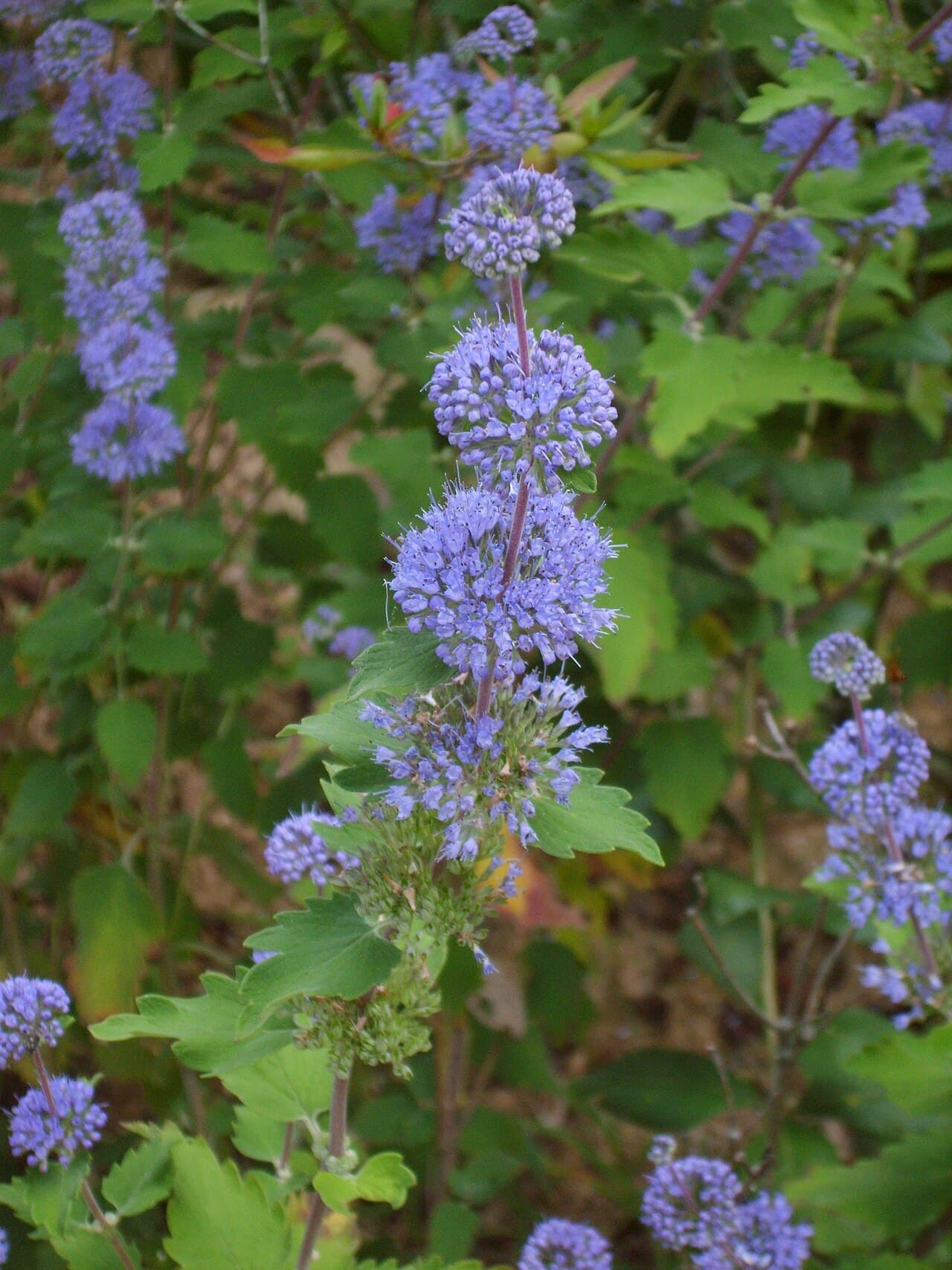 Blue flower clusters of Caryopteris