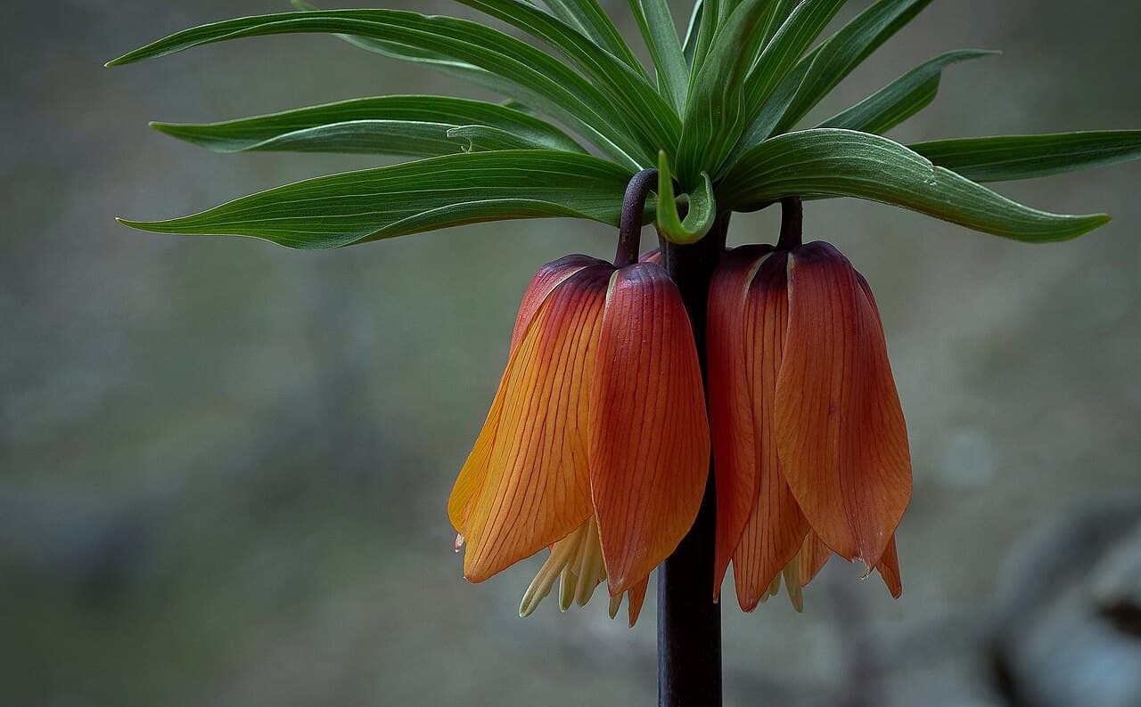 Orange bell flowers of crown imperial fritillary