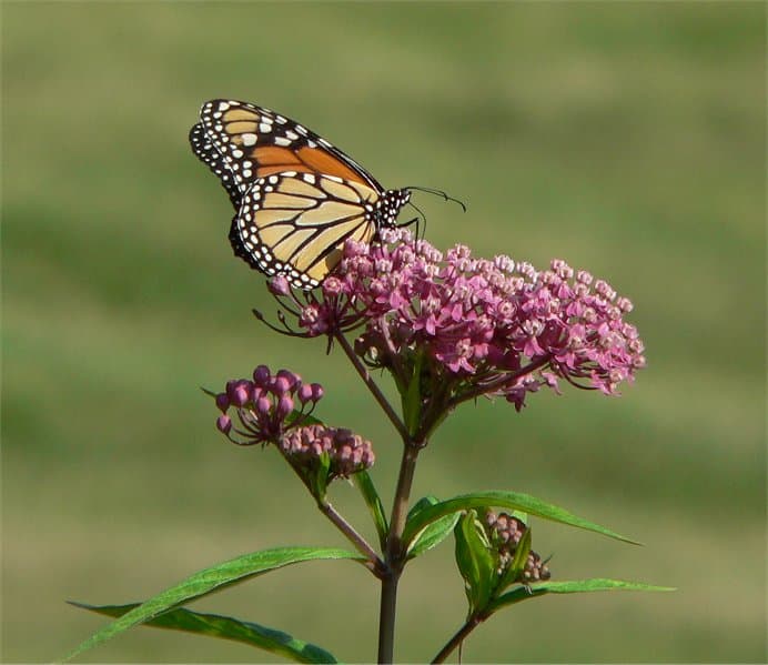 Pink swamp milkweed flowers with a monarch butterfly
