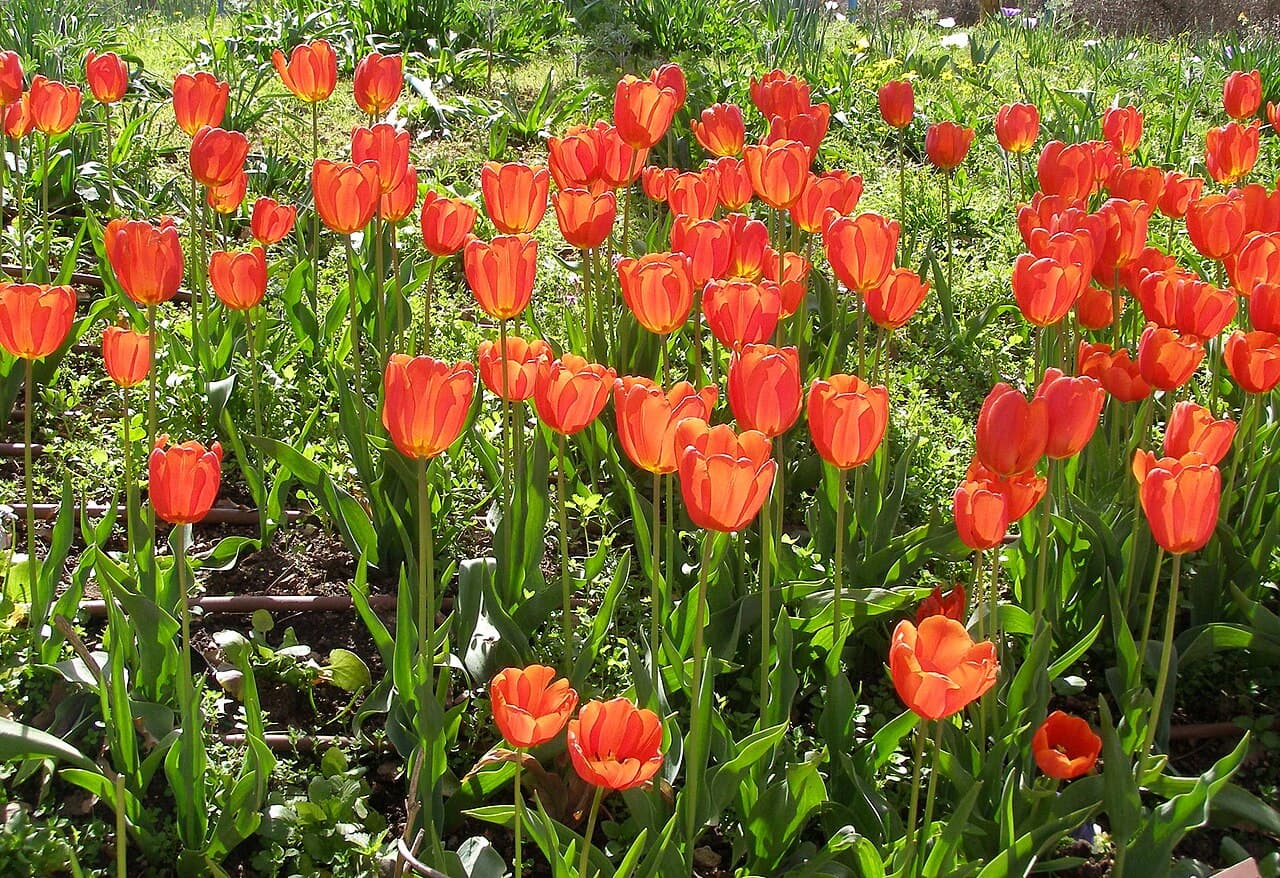 Tulips in bloom