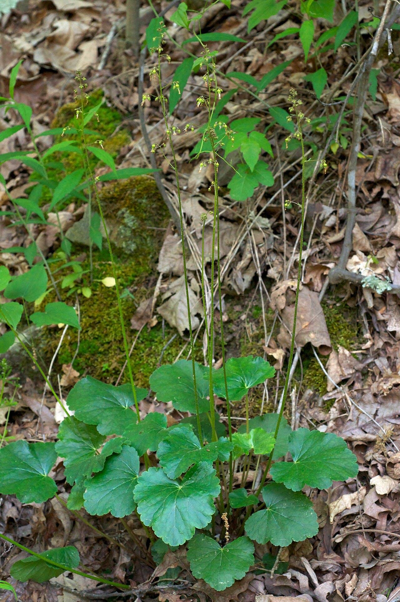 American coral bells with lobed patterned leaves