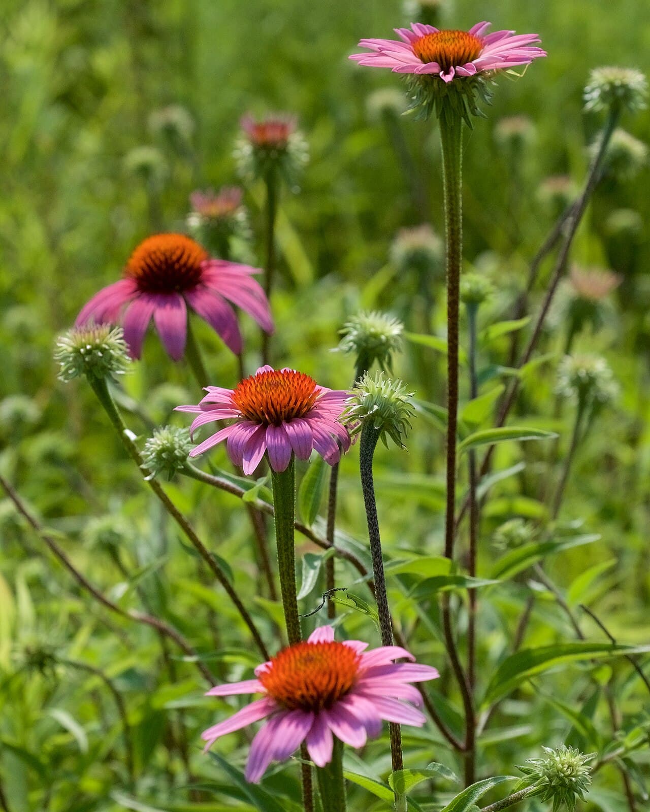 Purple coneflower with prominent orange cone