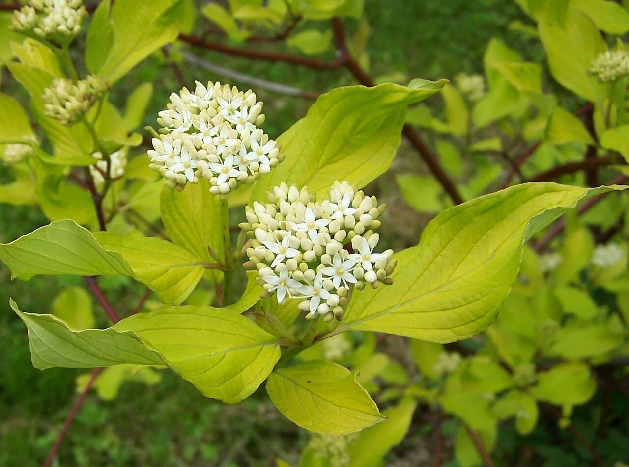 Variegated foliage and red stems of Tatarian dogwood