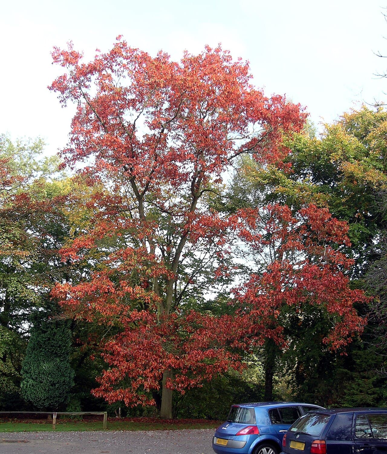 Broad crown of northern red oak