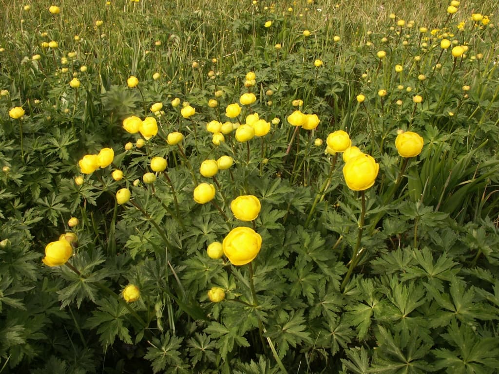 Round yellow globeflower blooms
