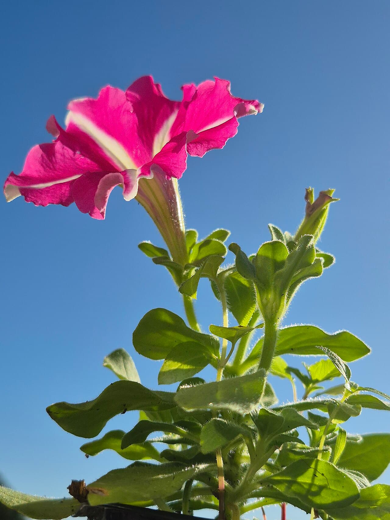 Purple petunia flowers
