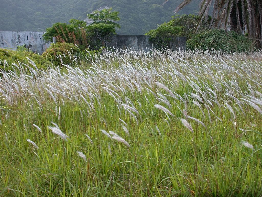 Red-tipped blades of Japanese blood grass