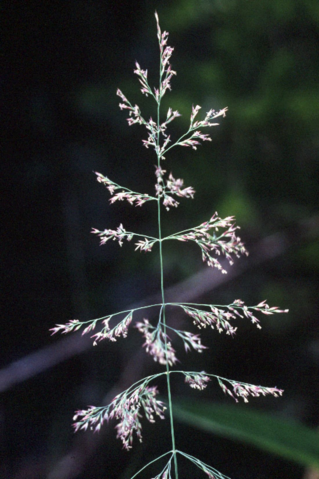 Upright flowering stems of reed grass